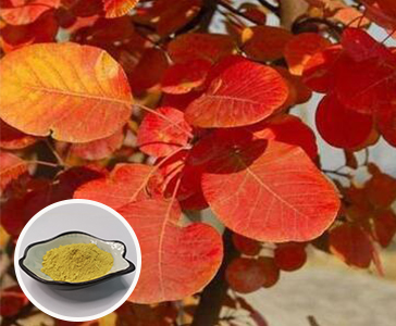 【新品上市】西安九州酷游官网生物新品官宣—漆黄素重磅上市！